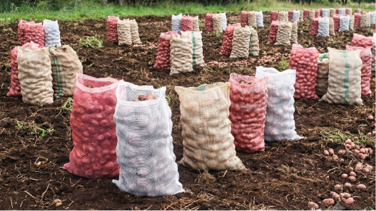 Sacos Agrícolas
