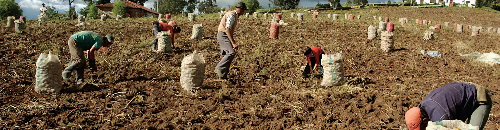 Industrias Hiecol: Sacos agrícolas